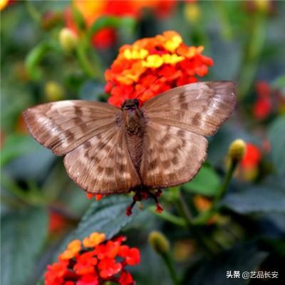 惊喜娃娃杂货店游戏下载