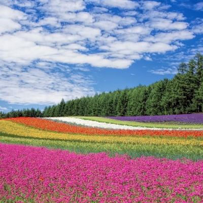 决战玛法果盘版下载